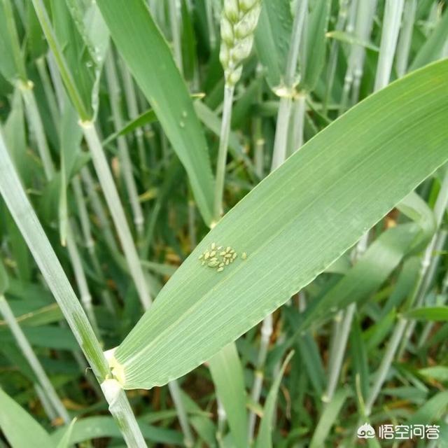 小麦蚜虫:种植小麦，蚜虫和红蜘蛛能一起防治吗？防治药剂是否一样？