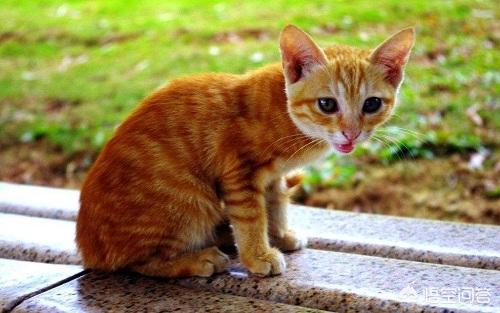 猫咪摇头打喷嚏:为什么猫鼻支吃完药还打喷嚏，猫鼻支打喷嚏没停过？