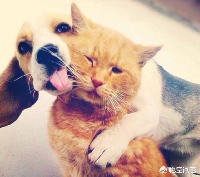 恋爱猫猫在一起游戏答案:为什么有的人有了猫后不想谈恋爱了？