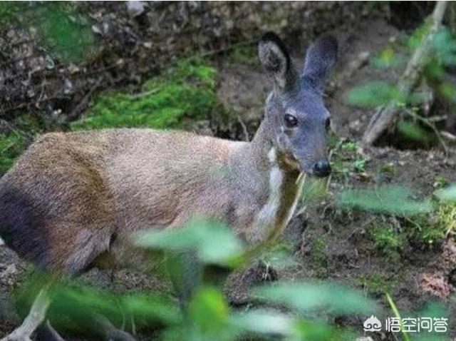 养殖飞龙鸟多少钱一只:百灵鸟市场价格多少钱一只百灵鸟可以养吗？