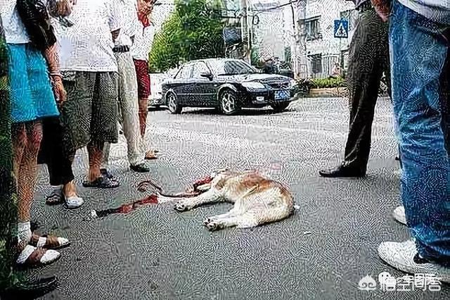 撞死金毛狗狗图片:在小区内开车撞死了宠物怎么办？