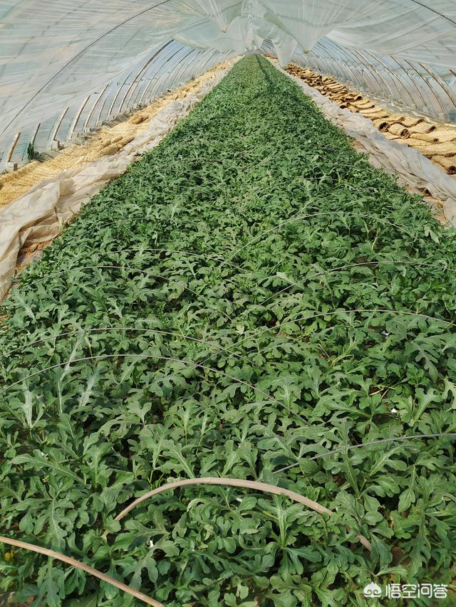 阳台西瓜种植怎样施肥好？