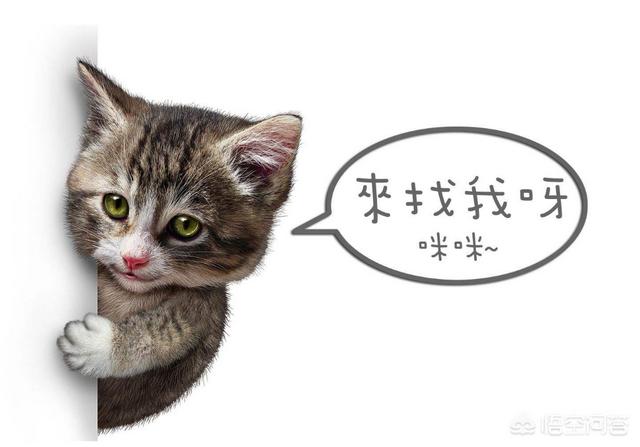 萌宠铲屎官是什么意思:为什么主人上厕所，猫都是喜欢跟着进去？