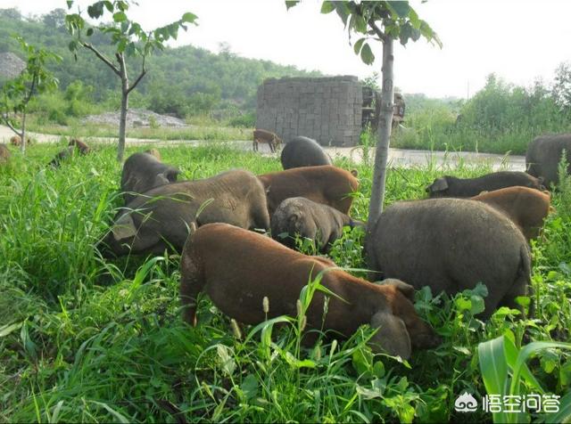 养猪巧用甘草粉比抗生素强百倍，该用什么喂养牛羊王米草和小麦草哪个喂牛羊肥得快