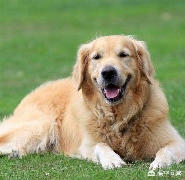 大型犬排名:就颜值来讲，各种狗狗的排名应该如何？