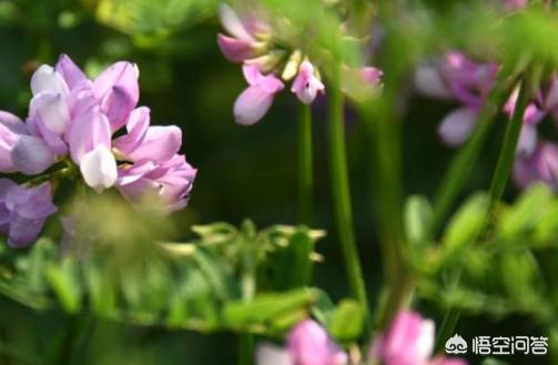 新疆苜蓿草图片:苜蓿草图片 功效 新疆万亩紫花苜蓿有销路吗？