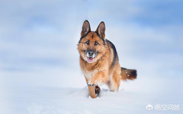 什么狗最忠诚视频:世上忠诚度最高的犬种是哪种狗？为什么？ 什么狗对主人最忠诚