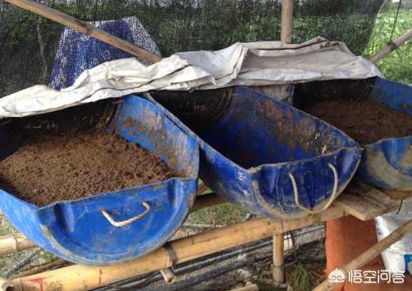 酵素菌生物肥的生产:酵素和菌肥的区别是什么？