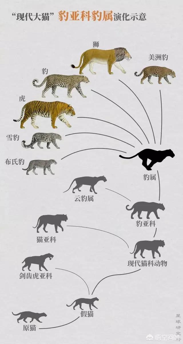 把100头东北虎放进非洲大草原,100年后大草原会有哪些变化?