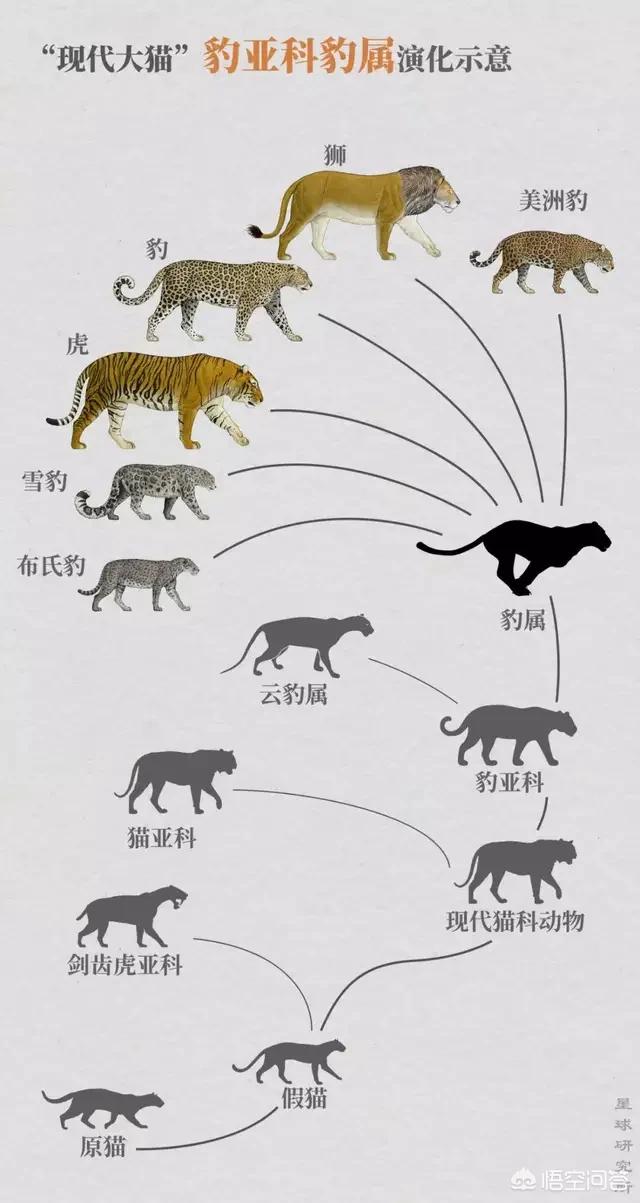 虎的演变过程示意图图片