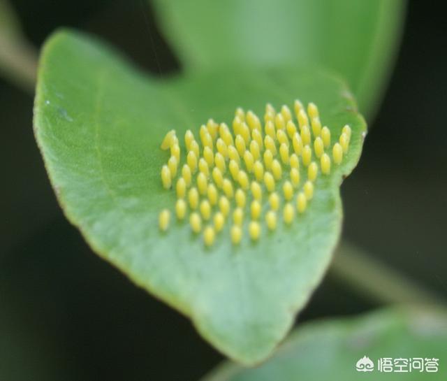 萝卜白菜上的菜青虫猖獗,又不想打农药,有什么土办法能防治菜青虫?