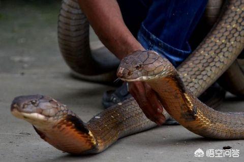 我曾经看过一个纪录片里面描述两只眼镜王蛇打架,他们一般都不会去