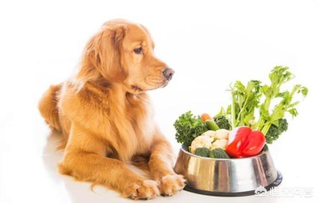 金毛狗狗自制营养餐:三个月大的金毛能吃稀饭吗？