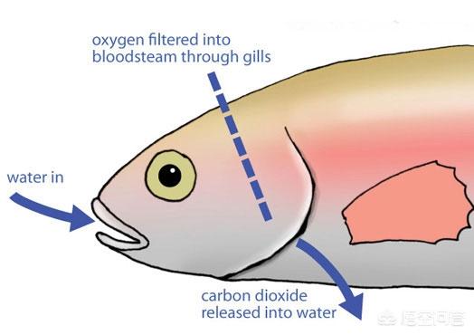 喝死的鱼饿死的什么:鱼离开水，是缺水被干死的？还是缺氧憋死的？