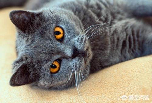 包子脸猫图片:英短蓝猫没长出包子脸，该怎么办？