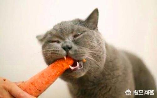 包子脸猫图片:英短蓝猫没长出包子脸，该怎么办？