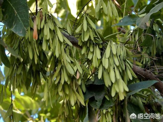 白蜡树种植(白蜡树种植方法)