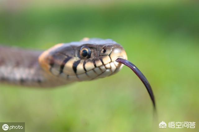 四川发现一条大蛇，农民收割小麦的时候发现了蛇，一般是放生还是杀死为什么呢
