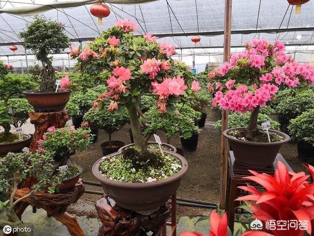 盆栽杜鹃花夏天怎么养:盆栽杜鹃花夏天怎么养? 杜鹃花花色鲜艳，花朵繁茂非常漂亮，夏季该如何养护杜鹃花？