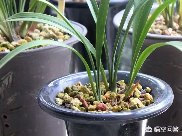 建兰:建兰该怎么养？多久才能开花？