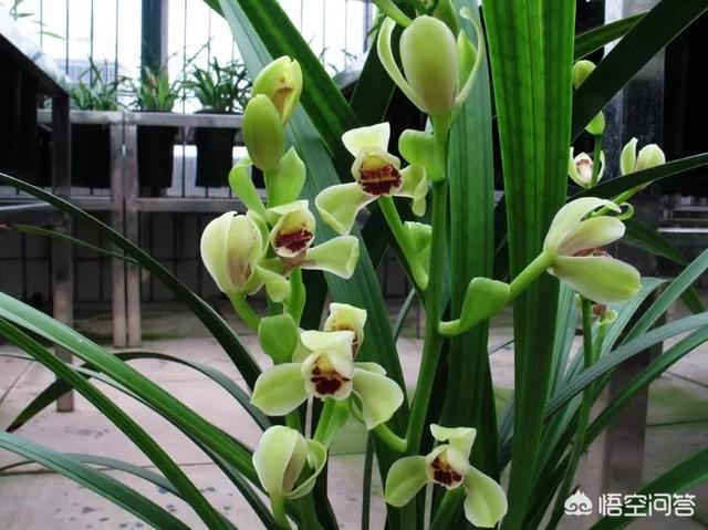 建兰:建兰该怎么养？多久才能开花？
