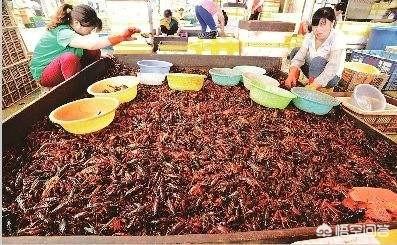 德国小龙虾泛滥:为什么网上说养殖户小龙虾泛滥，城里人却直呼吃不起？