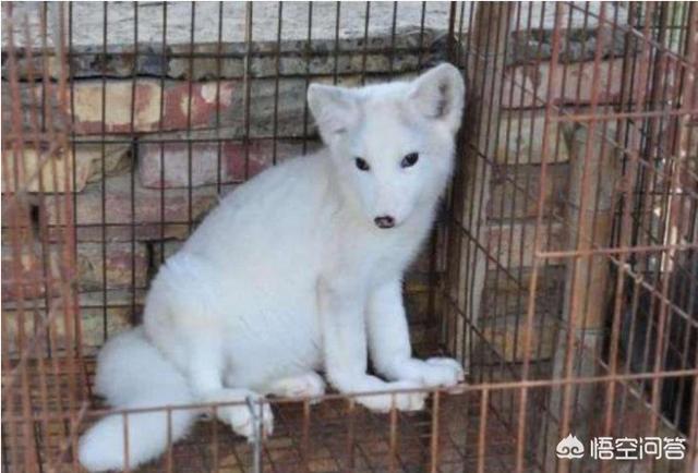 芬兰狐狸犬怎么养:养狐狸赚钱吗，如何养殖？ 芬兰狐狸犬在中国可以养吗