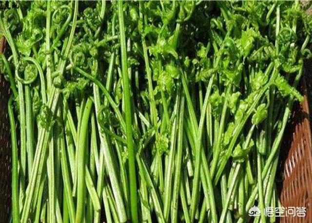 农村还能采到野蕨菜吗?可以有哪些做法?