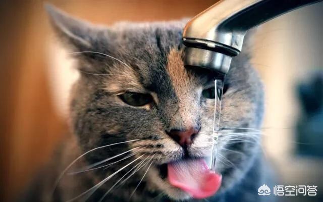 给猫的鸡胸肉怎么做:给猫的鸡胸肉怎么煮 想给猫咪做猫饭，该怎么搭配食材？
