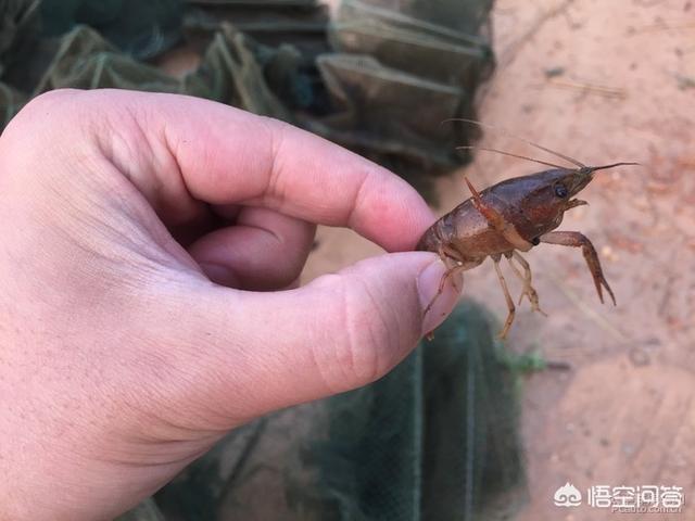 捕白鹇鸡的技巧:地笼捕龙虾的技巧是什么？