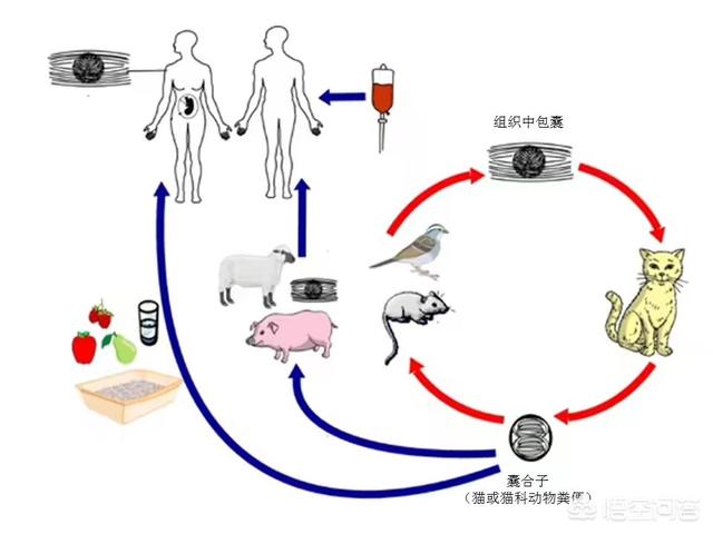 怀孕弓形虫病的症状:孕妇感染弓形虫会遗传给孩子吗？