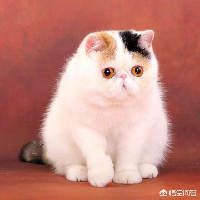 可爱伽菲猫视频:「加菲猫」到底是什么猫？