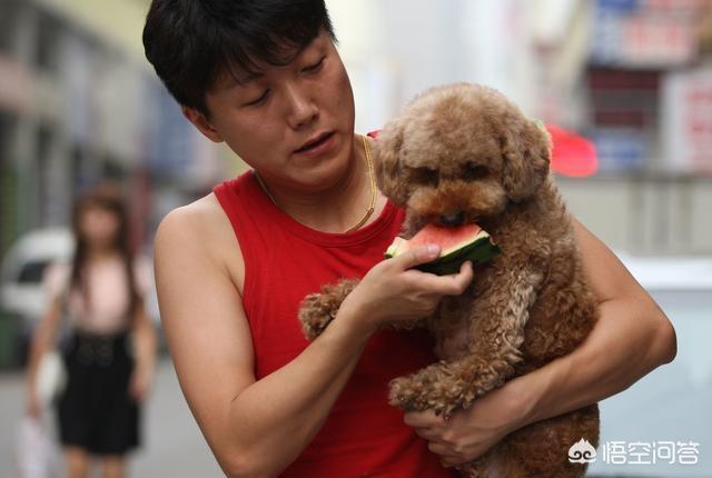 关于夏季养宠物小常识:夏季饲养泰迪犬有什么需要注意的？