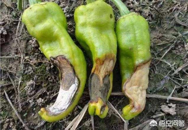 头条问答 - 菜地中的辣椒果实最近都烂掉了,这是怎么回事,有什么办法