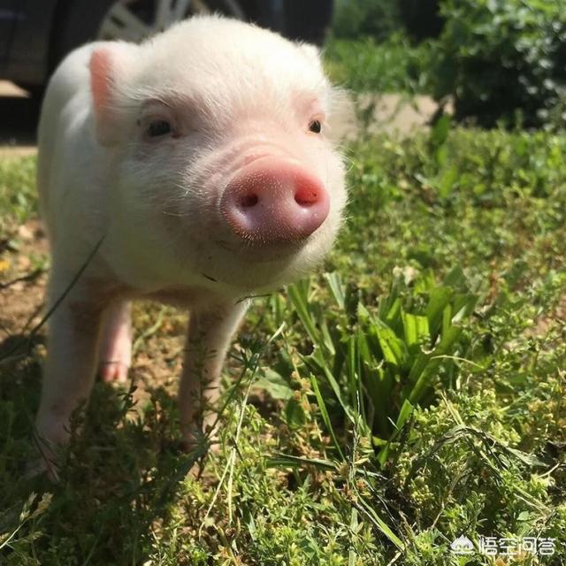 猪的细小病毒症状:猪细小疫苗要稀释吗？怎么打？