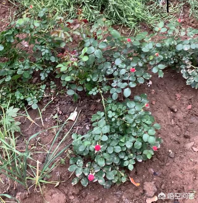 红酒杯微信唯美头像:有哪些花友必备的月季花品种可以推荐下