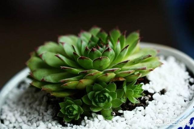 长生草属多肉怎么养:我的观音莲怎么只长半边侧芽？