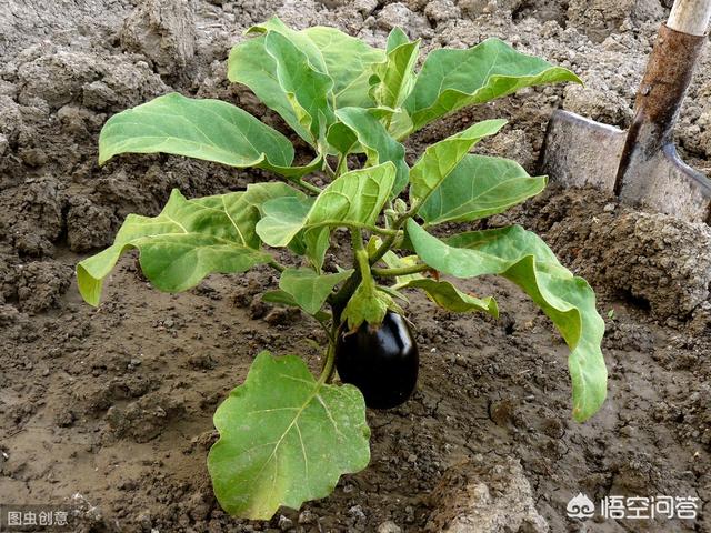 保護地種植的茄子由於生長條件受設施等影響需要進行整枝打杈,塑造