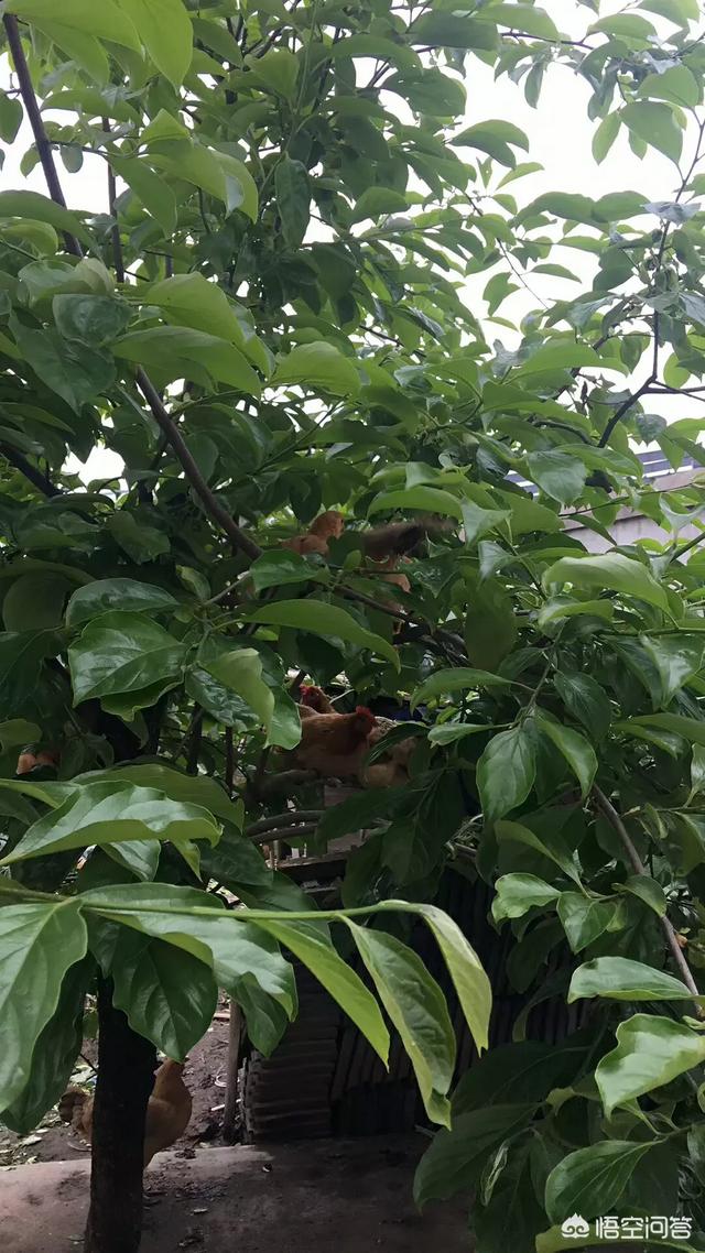 头条问答 有专家说 可以将餐饮制度改为一日两餐 这样有益于身心健康 你能接受吗 8593个回答