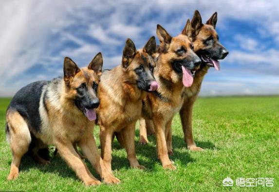 德牧幼犬多少钱一只:东德牧羊犬的价格多少钱？该怎么挑选幼犬？