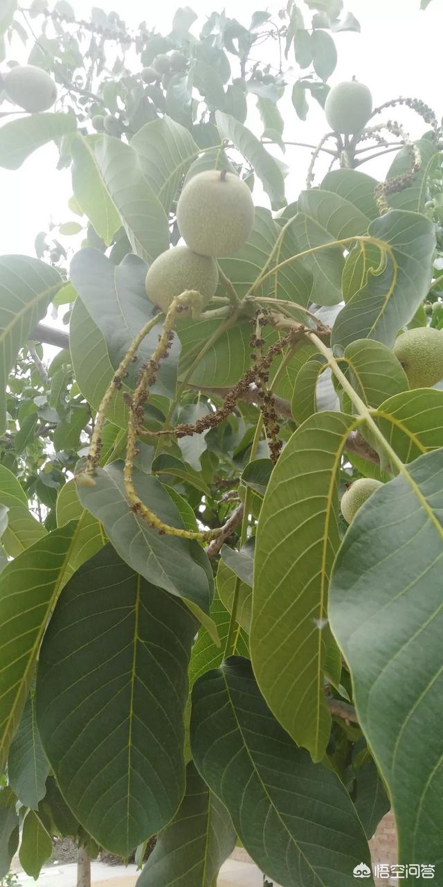 开核桃,核桃树二次开花结果质量怎么样？