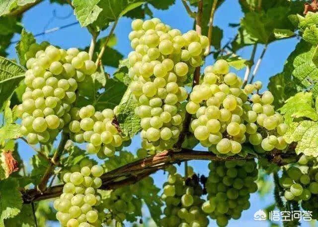 中原地区种植葡萄,葡萄可以普及种植吗