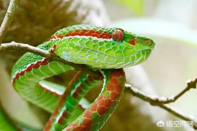 在农村菜园子浇菜,看到一条非常漂亮的红蛇,这种红颜色的蛇有毒吗?