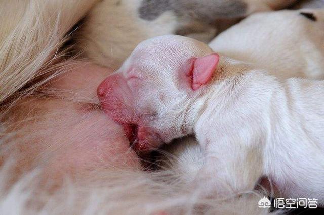 狗狗生人宝宝:狗狗刚生了宝宝还可以带它出去玩吗？