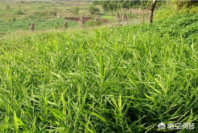 花叶艳山姜叶枯病:高温高湿天气，如何防治生姜细菌性叶枯病？