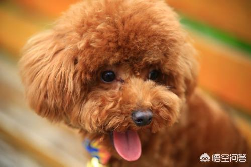 泰迪犬图片:泰迪狗老是吧唧嘴嘴臭，泰迪流口水都是臭的怎么办？