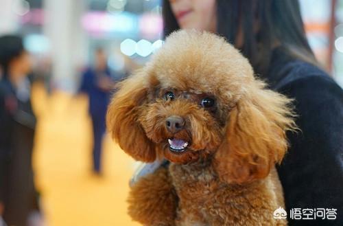 泰迪犬图片:泰迪狗老是吧唧嘴嘴臭，泰迪流口水都是臭的怎么办？