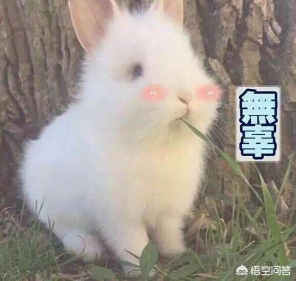 兔子拉稀吃甚么药:兔子吃得太饱会拉稀吗，小白兔拉稀吃什么药？