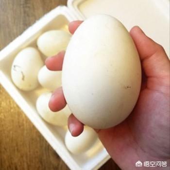 吃鹅蛋可以去胎毒吗，怀孕几个月能吃鹅蛋有什么好处