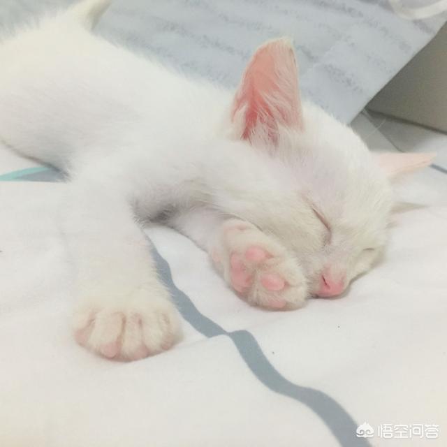 萌猫猫图片:你家喵的哪个动作最能萌到你？